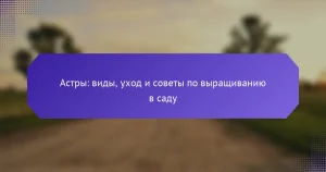 Астры: виды, уход и советы по выращиванию в саду