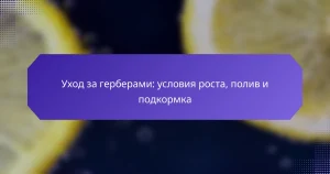 Уход за герберами: условия роста, полив и подкормка