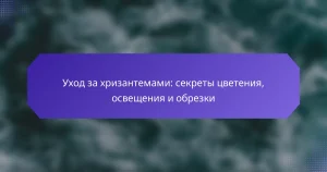 Уход за хризантемами: секреты цветения, освещения и обрезки