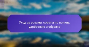 Уход за розами: советы по поливу, удобрению и обрезке