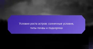 Условия роста астров: солнечные условия, типы почвы и подкормка