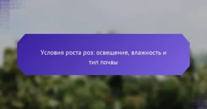 Условия роста роз: освещение, влажность и тип почвы