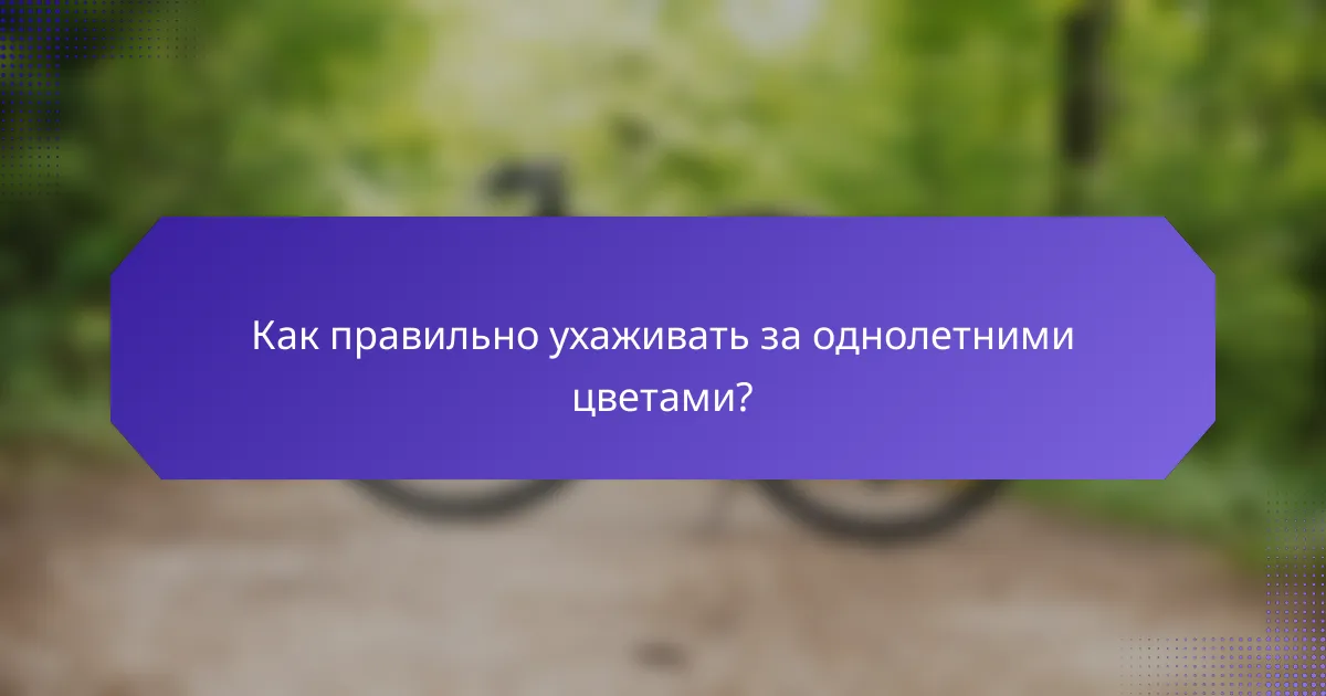 Как правильно ухаживать за однолетними цветами?