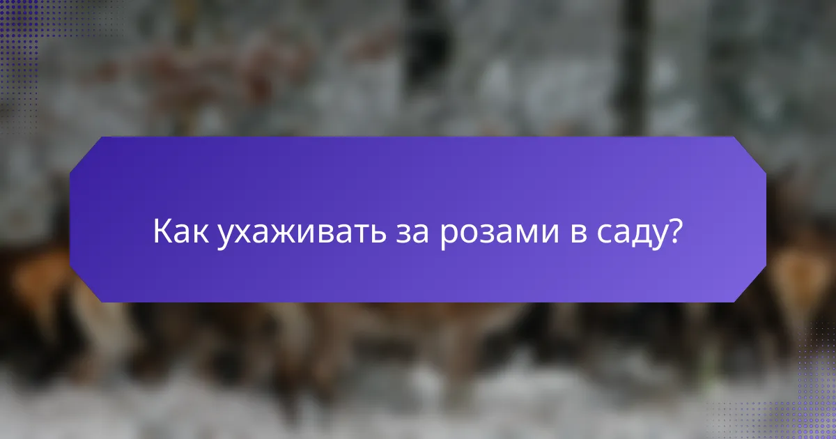 Как ухаживать за розами в саду?