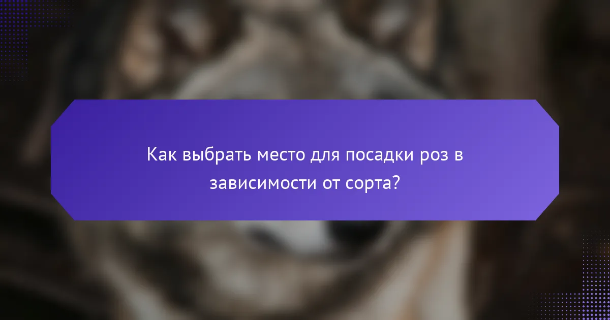 Как выбрать место для посадки роз в зависимости от сорта?