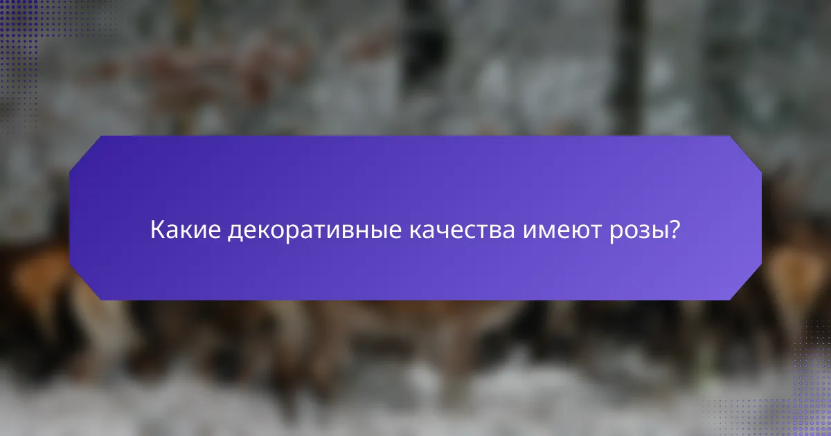 Какие декоративные качества имеют розы?