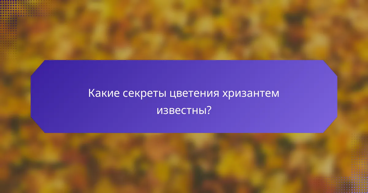 Какие секреты цветения хризантем известны?