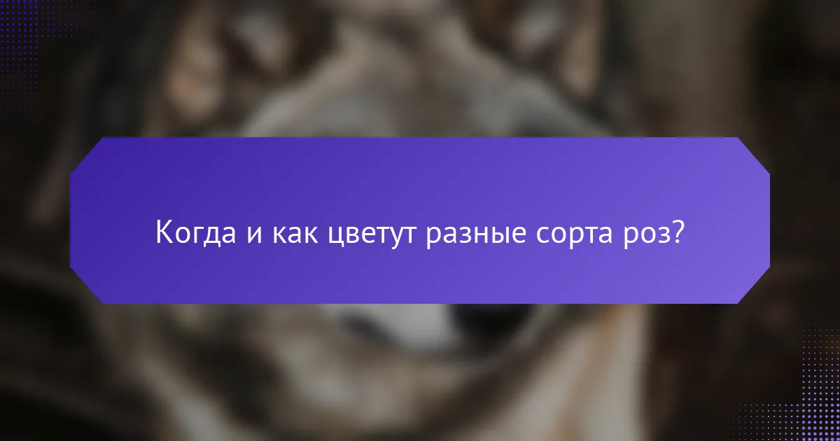 Когда и как цветут разные сорта роз?